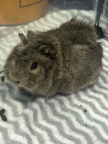 Porquinho da índia
