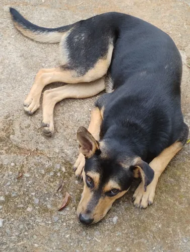 Cachorro para doação 