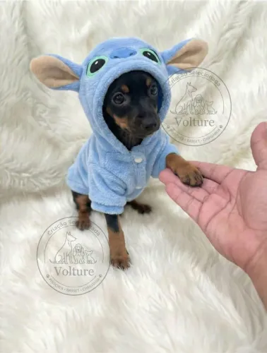 Pinscher zero minis companheiros