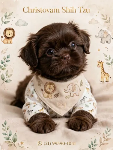 Shih Tzu macho lindíssimo chocolates