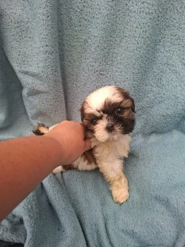 Shih tzu