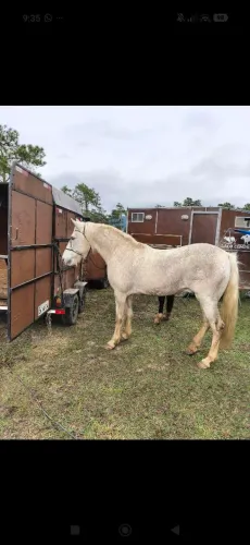 Cavalo