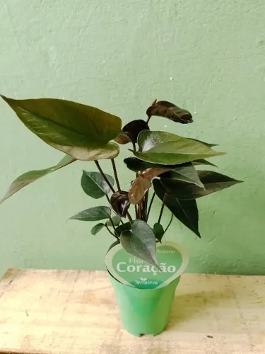 Mini Antúrio cor Chocolate