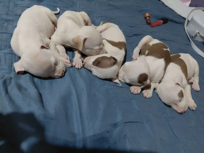Filhotes de pit bull