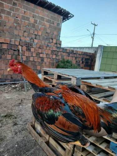  Galo à venda - Forte e saudável (Fortaleza)