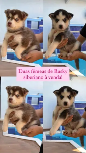 Filhotes De Husky Siberiano