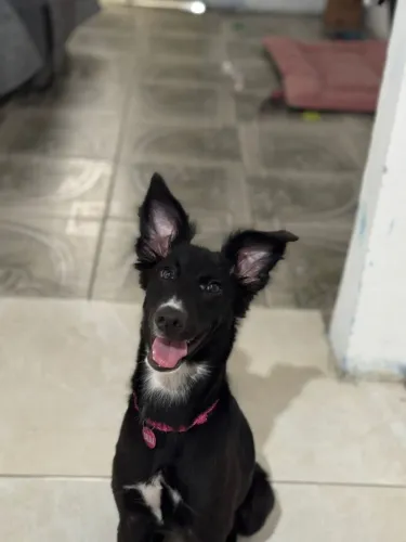 Cadela para adoção 
