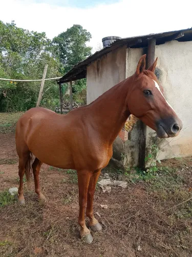 Cavalos a venda 