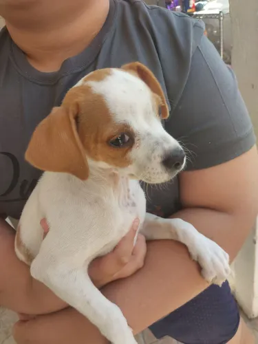Doa-se filhote de cachorro 