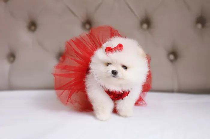 Spitz Alemão - Lulu da Pomerânia 