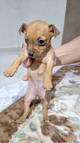 Pinscher número 1