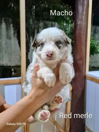 OS MAIS LINDOS FILHOTES BORDER COLLIE