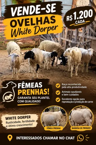 Ovelhas