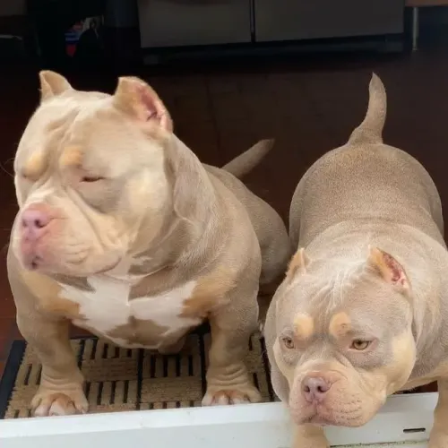 Americam Bully nano ou Pocket só hoje ganha o Pedigree """