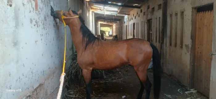 Poltro 1 ano e 8 meses 