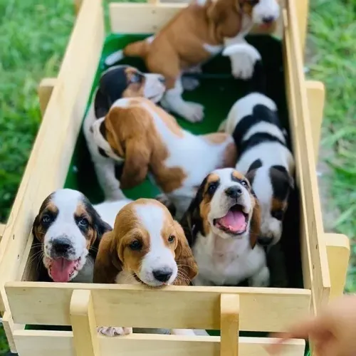 Basset Hound Machos e Femeas 