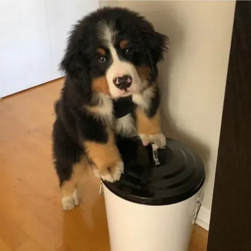 Filhotes de Bernese | O coração sorri.