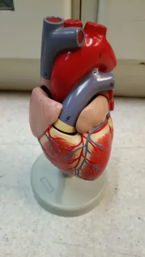 Modelo anatomico de coração