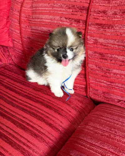 Lulu da Pomerania menino Particolor super fofo