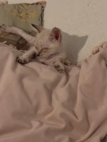 Gatinho