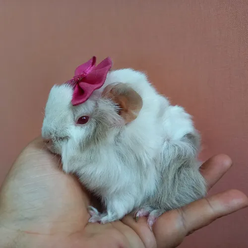 Porquinho da Índia Angorá 