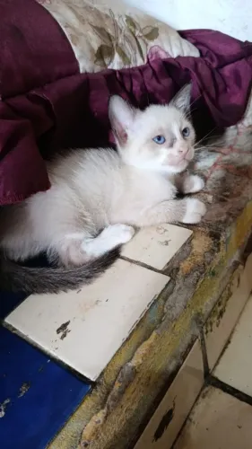 Doa-se gatos