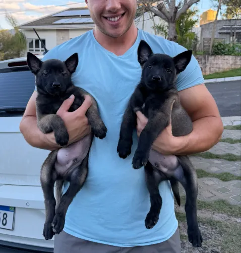 Filhotes de Pastor Belga Malinois disponíveis