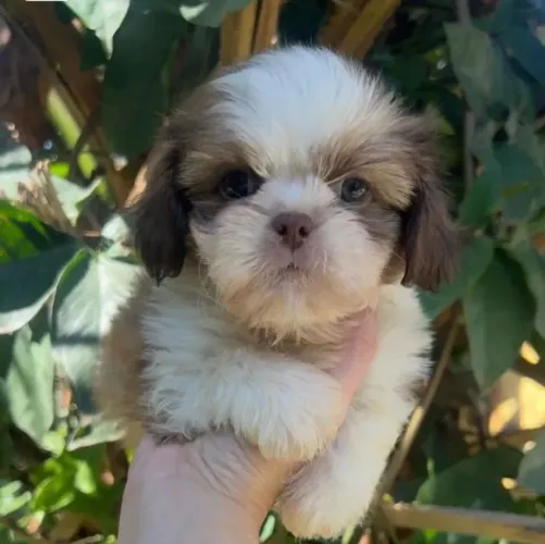Lindo Filhote de Shih Tzu