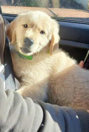 Golden Retriever macho
