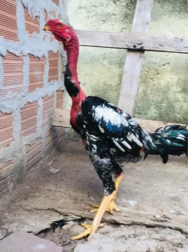 Vende se frango polaco gigante