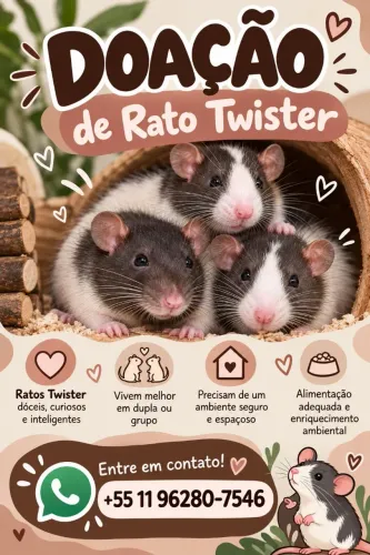 Rato twister para doação 