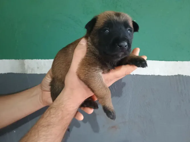 Pastor belga malinois 