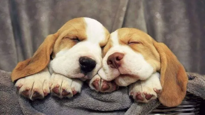 Filhote de beagle disponível, cheio de energia