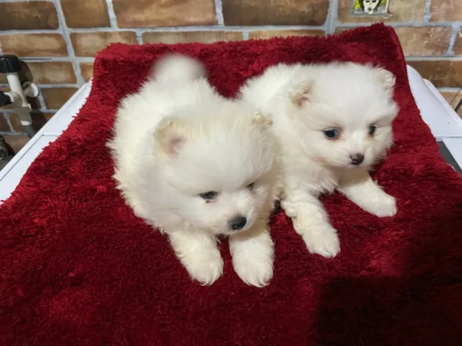 Vendo casal de lulu pomerania