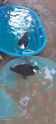 Casal marrequinhos e ovos