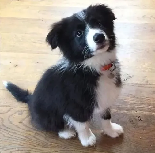 Filhote border collie, A melhor surpresa da sua vida tem quatro patas!
