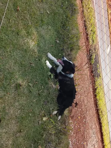 filhote Border collie