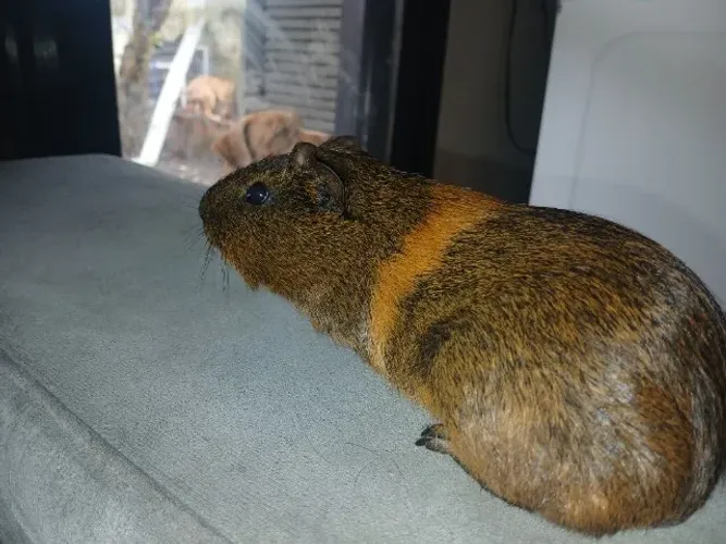 Porquinho da Índia mini