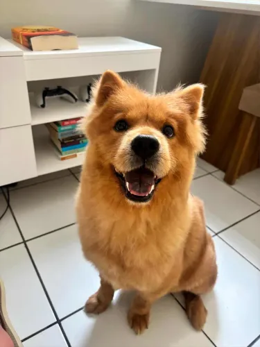 Adoção Responsável Chow Chow Fêmea