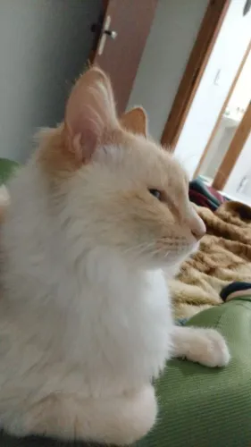 Adoção Responsável Gato Branco