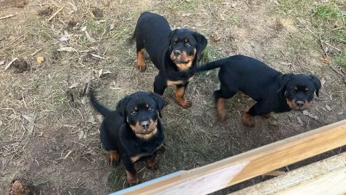 Filhotes de Rottweiller