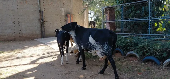 Vacas