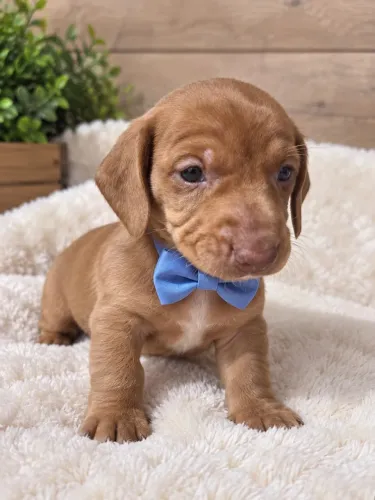 Macho dachshund teckel puro venha apaixonar