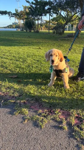 Vendo Golden Retriever 4 meses