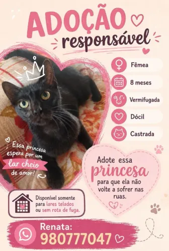 Gata para adoção 