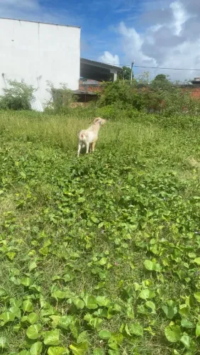 Bode saane 