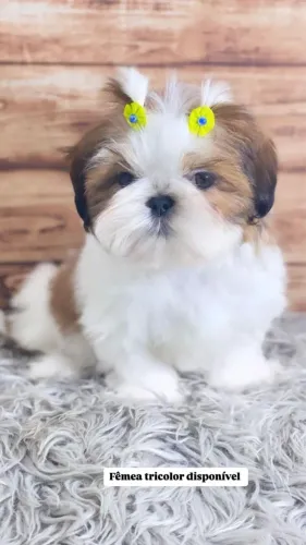 Shihtzu fêmea e macho dividimos em até 12x