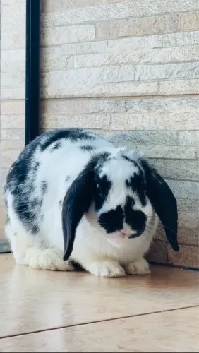 Coelho mini lop 