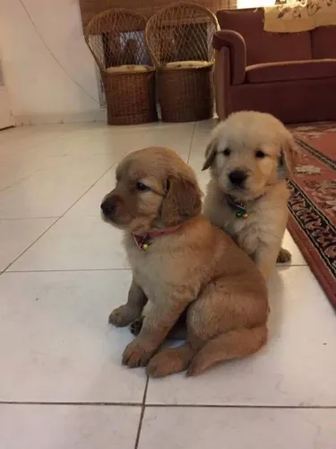 Golden adorável