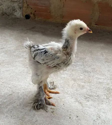 Filhotes de galinhas Brahma